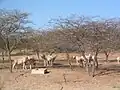 Säbel-/Oryxantilope