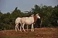 Säbelantilopen (Oryx dammah)