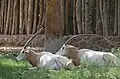 Säbelantilope (Oryx dammah)