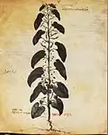 Osterluzei (Blatt&nbsp;17&nbsp;verso)