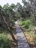 Das Georgenfelder Hochmoor – ein Holzbohlenweg