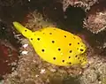 Jungfisch
