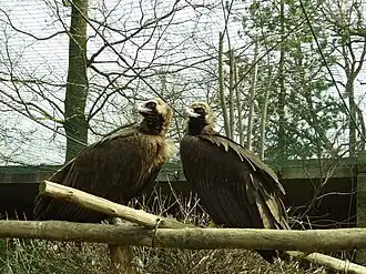 Mönchsgeier
