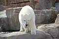 Eisbär