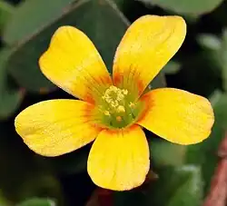 Blüte von oben