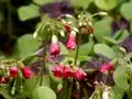 Blütenstand des Glücksklees (Oxalis tetraphylla)