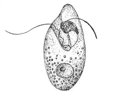 Oxyrrhis marina, Dinoflagelaten, Illustration um 1900