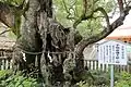 Ochinomikoto Oteueno Kusunoki
