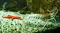 Sealife im Marinarium