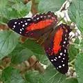 Anartia amathea