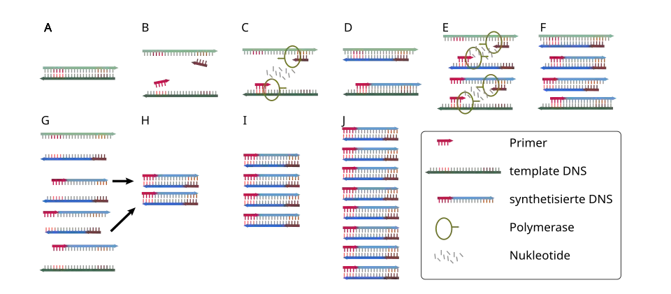 PCR