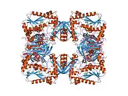 GMP-Synthase