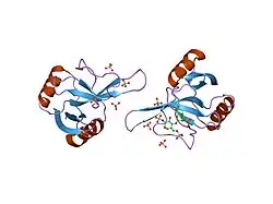 Major Basic Proteins