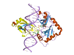 DNA-Ligase