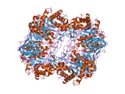 Glucocerebrosidase