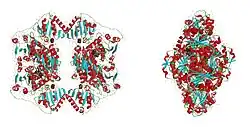 Pyruvatdecarboxylase