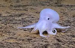 Tiefseeoktopus der Gattung Vucanoctopus, in den Medien nach der Zeichentrickfigur Casper genannt[53]