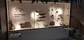 Lisowicia bojani im Museum Lisowice