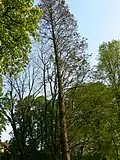 Die Sumpfzypresse