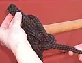 Mit der rechten Hand die stehende Part fassen und dichtholen. Fertig.