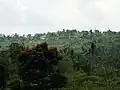 Hochgelegene Reisterrassen