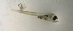 Larve des Pazifischen Kabeljaus