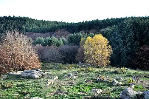 Wolfsrudel im Tierpark