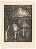Paddenstoelen