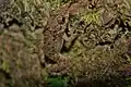 Fejervarya limnocharis, ein Frosch aus Südostasiasien