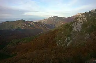 Tiefe Buchenwälder