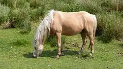 Fuchsisabelle