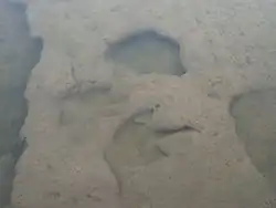 Theropodenabdruck im Wasser