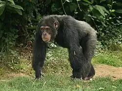 Gemeiner Schimpanse (Pan troglodytes)