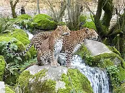 Sri-Lanka-Leoparden