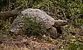 Pantherschildkröte