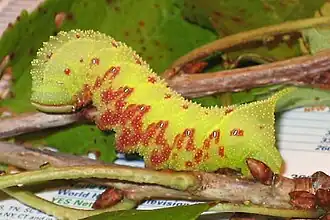 Raupe von Paonias excaecata