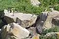 Papageientaucher, Tordalke und nistende Krähenscharbe