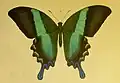 Papilio blumei: Grün durch Pigmentierung