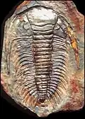 Paradoxides davidis – Paradoxidide