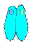 Spaltung des Kleinkerns