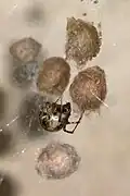 Weibchen mit mehreren Kokons