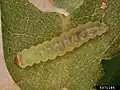 Raupe