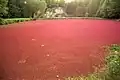 Blick zur Burg über einen nahen Teich