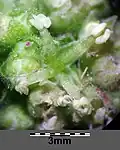 ☿-Blüte