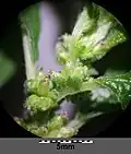 Blütenstand mit ♀-Blüten