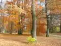 Herbst im Park