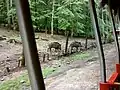 Blick aus der fahrenden Parkeisenbahn