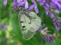 Schwarzer Apollo (Parnassius mnemosyne)