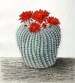 Parodia haselbergii