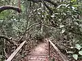 Trail